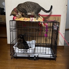 猫用品お譲り下さい🙏