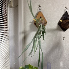 ビカクシダ　ウィリンキー　ビカ森　IMAMA板の画像