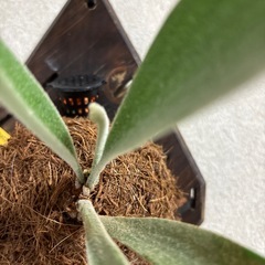 ビカクシダ　ベイチー　ビカ森　IMAMA板の画像