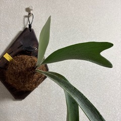 ビカクシダ　ベイチー　ビカ森　IMAMA板の画像