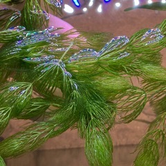 PSB光合成細菌1L+おまけの画像