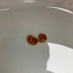 PSB光合成細菌1L+おまけの画像