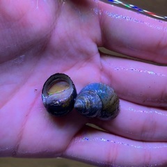 PSB光合成細菌1L+おまけの画像