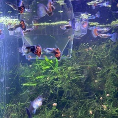 【熱帯魚】国産グッピーミックス10匹以上の画像