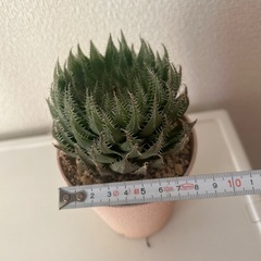 癒し　美しい多肉植物　ハオルチア  イザベラエ　痛くありません　かっこいい😎　トゲトゲ多肉　植物の画像