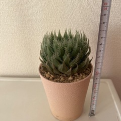 癒し　美しい多肉植物　ハオルチア  イザベラエ　痛くありません　かっこいい😎　トゲトゲ多肉　植物の画像