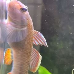   ヨシノボリの画像