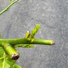 レモン苗の画像