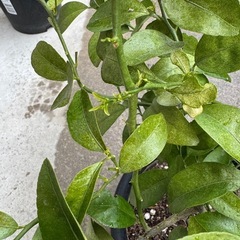 シークワーサー苗の画像