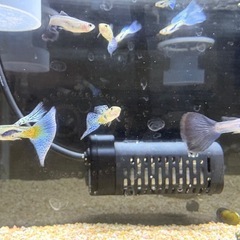 グッピー 1ペア 仲間も一緒にお譲りします。の画像