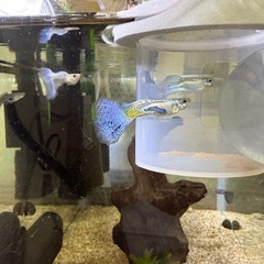 グッピー 1ペア 仲間も一緒にお譲りします。の画像