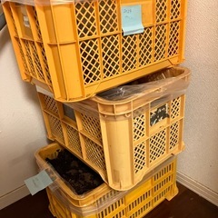 アクティオンゾウカブト　幼虫大量の画像