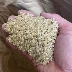 令和7年度産　アキサカリ　玄米30kgの画像