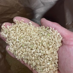 令和7年度産　あきさかり　玄米30kgの画像