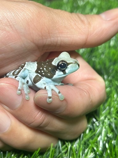 ミルキーフロッグ　ヤングサイズ(ジュウジメドクアマガエル)