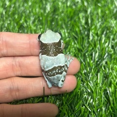 ミルキーフロッグ(ジュウジメドクアマガエル)の画像
