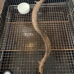 
モモンガケージの画像