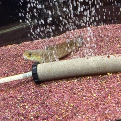 ドワーフスネークヘッド ベンガルオレンジの画像