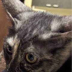 黒パステルカラーの子猫