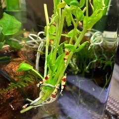 レッドビーシュリンプ12匹の画像