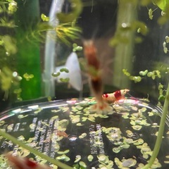 レッドビーシュリンプ12匹の画像