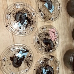 サタンオオカブト　幼虫の画像