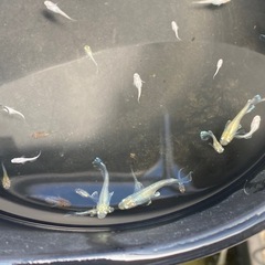 メダカ　15匹1000円！の画像