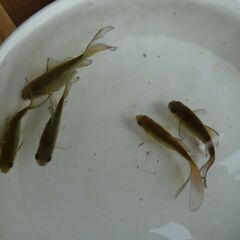 魚取沼のオス４匹・抱卵メス１匹・羽衣型鉄魚の２歳黒青系V型尾びれの画像