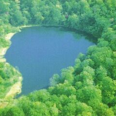 魚取沼のオス４匹・抱卵メス１匹・羽衣型鉄魚の２歳黒青系V型尾びれの画像