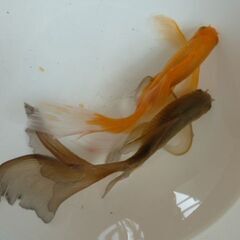 魚取沼のオス４匹・抱卵メス１匹・羽衣型鉄魚の２歳黒青系V型尾びれの画像