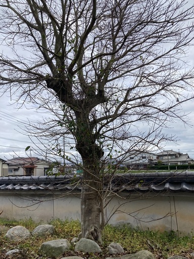 庭木