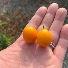 金柑　キンカンの画像
