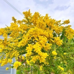 ミモザの花束(半ドライ)の画像