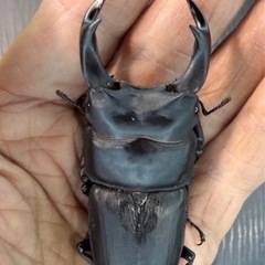 [国産オオクワガタNO:207]即ブリ)YG871系統  77ミリペアー   の画像