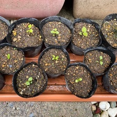 クレマチスの苗の画像