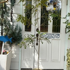 シマトネリコ　2mの画像