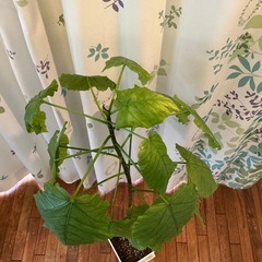 ウンベラータ　角鉢皿付き　120cmの画像