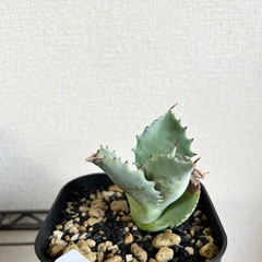 【鉢ごと】アガベ イシスメンシス 甲蟹 カブトガニ 子株の画像