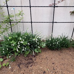 スノーフレイク10球根　の画像