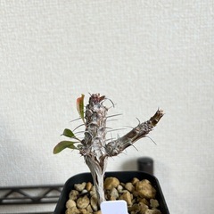 【鉢ごと】フォークイエリア フォルモサ 実生の画像