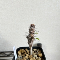 【鉢ごと】フォークイエリア フォルモサ 実生の画像