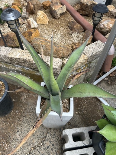 アガベ　スカブラ　大株　陶器鉢ごと