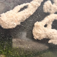 不撓不屈　額の画像