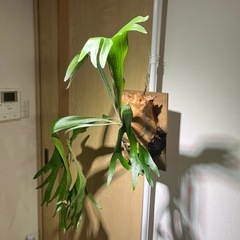 ビカクシダ　アテナ　p.Athena #1の画像