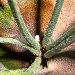 ビカクシダ　アテナ　p.Athena #1の画像