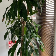 鉢植えドラセナマッサンゲアナ　差し上げますの画像