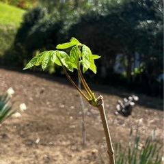 コシアブラ苗木の画像