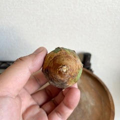 ユーフォルビア インファウスタ 子株の画像