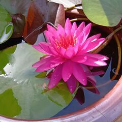 睡蓮(スイレン)の株　タンクワンの画像