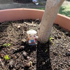 大型オリーブの木の画像